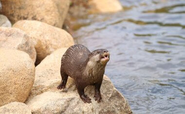 神戸どうぶつ王国の仲間 Oriental Small-clawed Otter