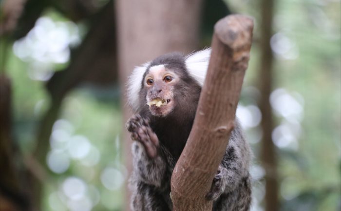 Common Marmoset | Kobe Animal Kingdom