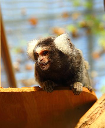 Common Marmoset | Kobe Animal Kingdom