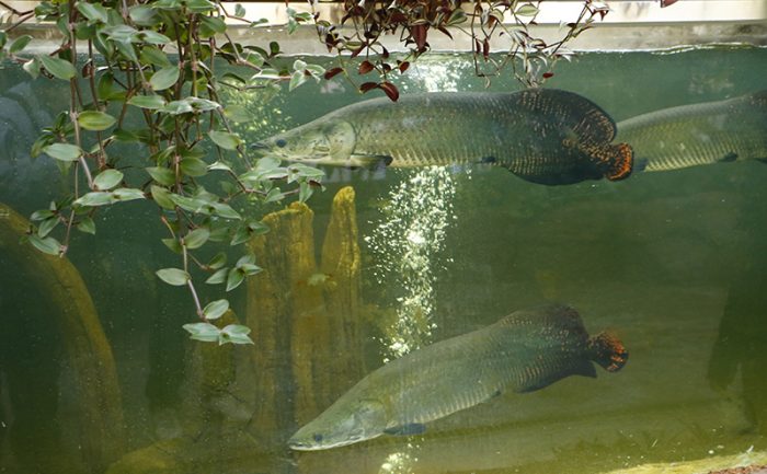 Arapaima | Kobe Animal Kingdom