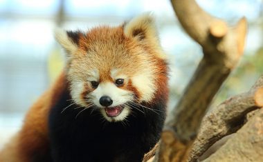 神戸どうぶつ王国の仲間 Red Panda