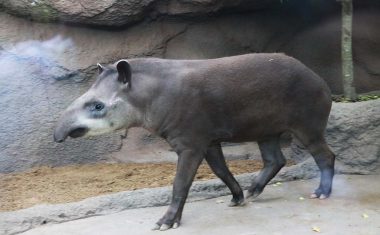 神戸どうぶつ王国の仲間 South American Tapir