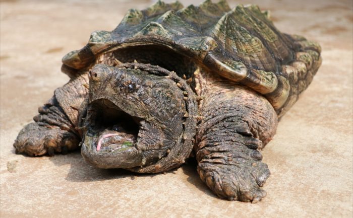 Alligator Snapping Turtle Kobe Animal Kingdom