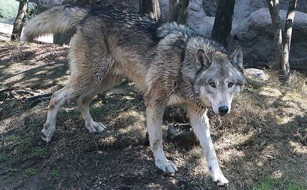 Timber Wolf Kobe Animal Kingdom