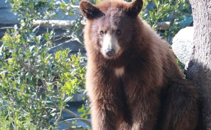 American Black Bear | Kobe Animal Kingdom