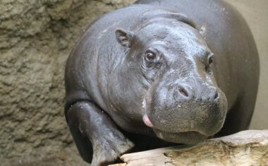 神戸どうぶつ王国の仲間 Pygmy Hippopotamus